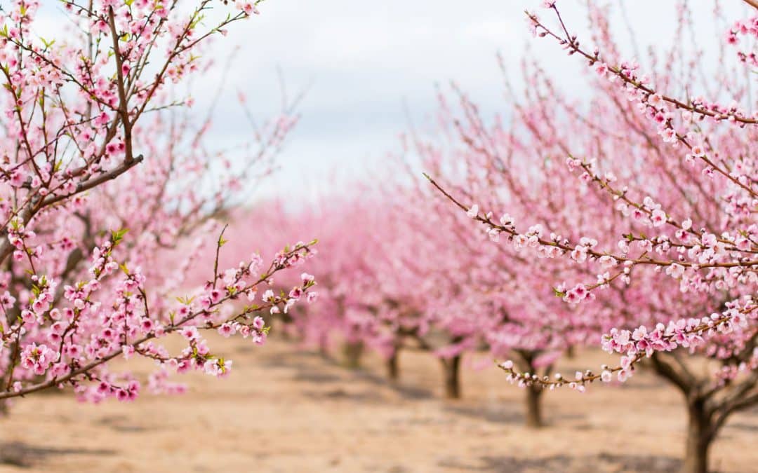 Almond Trees in Bloom