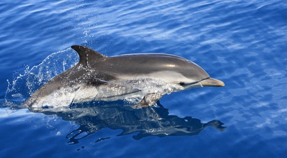 Delfines y ballenas en la Costa Cálida