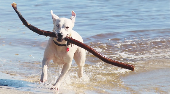 Dog friendly beaches in Spain